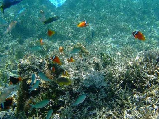 ゲストハウス備瀬の海 エクステリア 写真